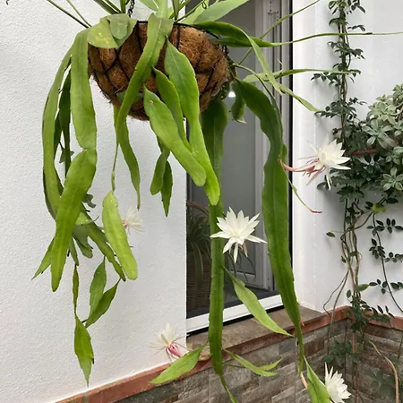 Dom wakacyjny El Viejo Olivo Valencia de Ventoso