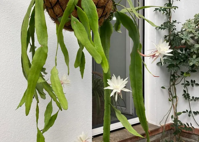 Prázdninový dům El Viejo Olivo Valencia de Ventoso